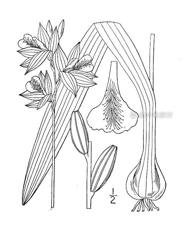 古植物学植物插图:菊芋、草粉、卡罗波根
