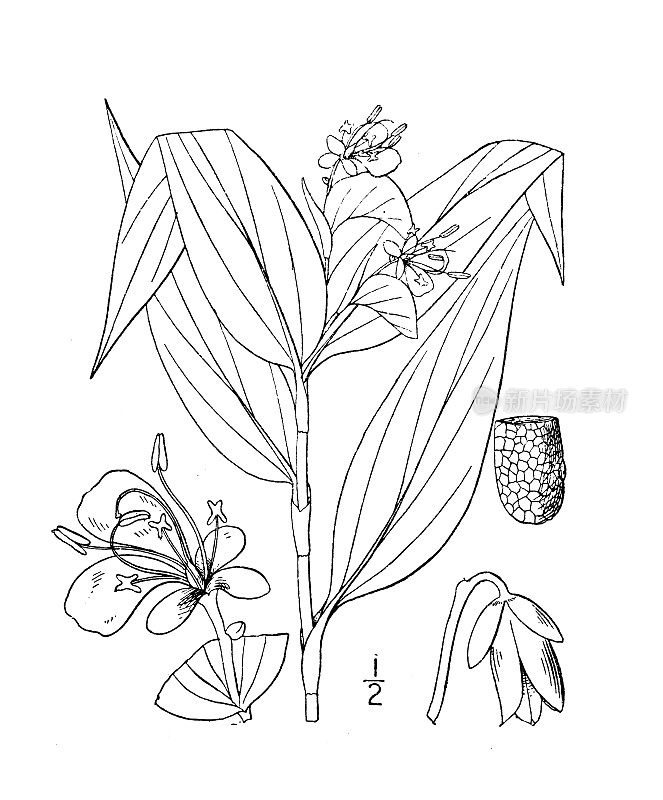 古植物学植物插图:天竺葵，亚洲天竺葵