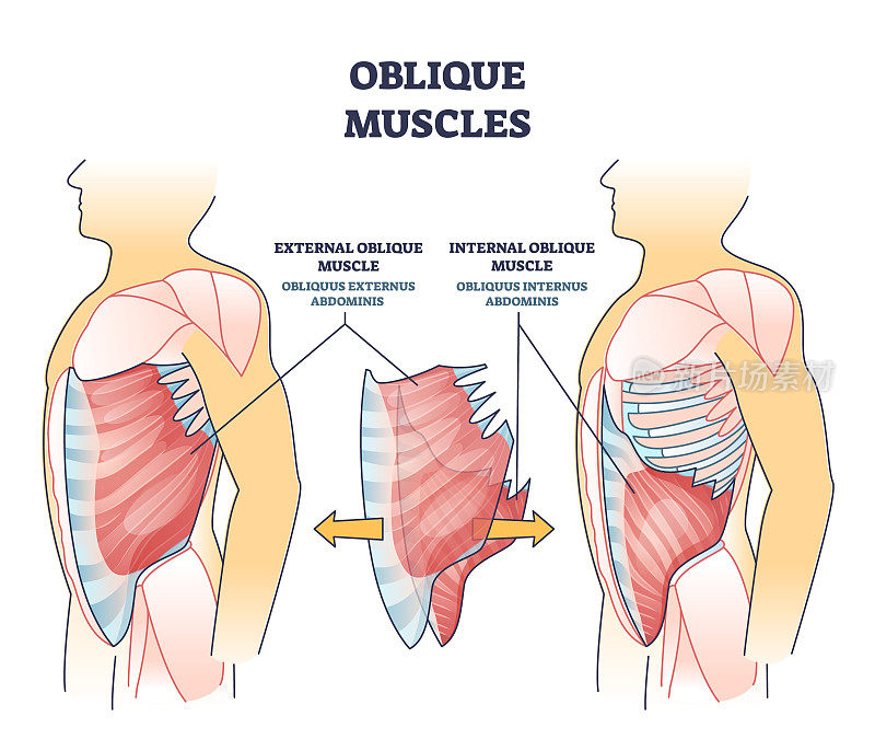 斜肌和人体内部骨骼及肌肉系统轮廓图