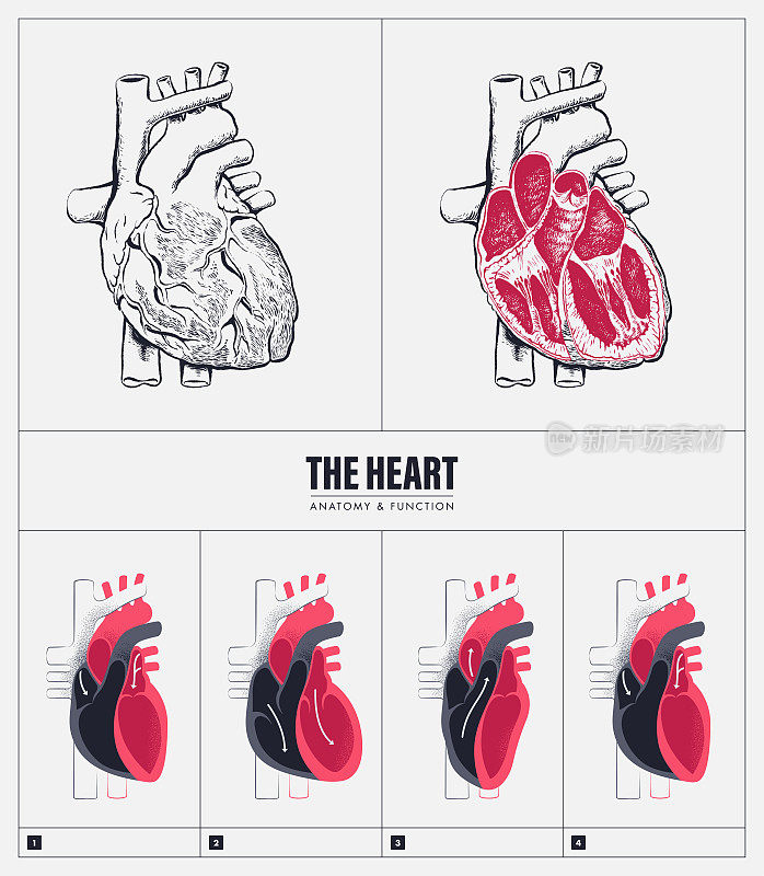 heart_anatomy_function