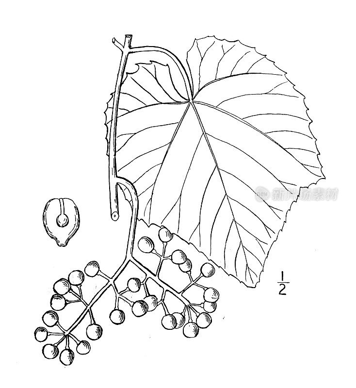 古植物学植物插图:葡萄、雪葡萄