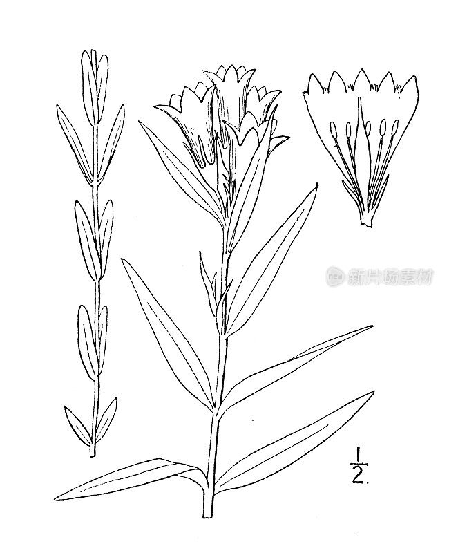 古植物学植物插图:毛龙胆、龙胆