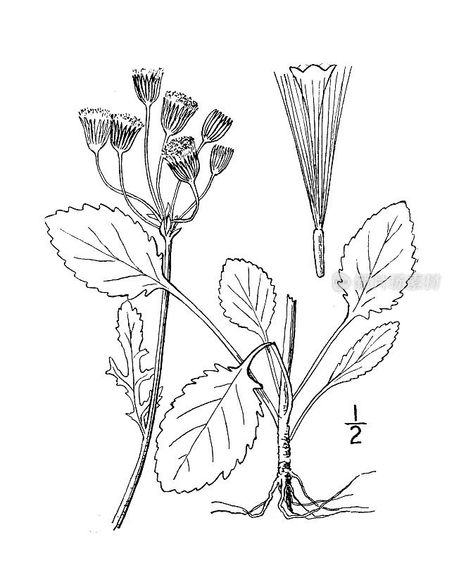 古植物学植物插图:盘尾草，北方杂草