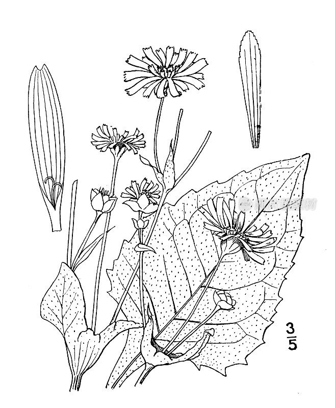 古植物学植物插图:松香草、杯状植物