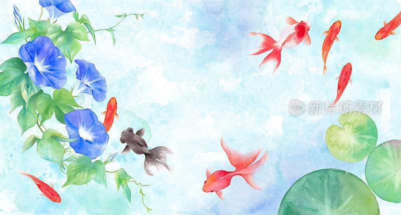 夏天的影像背景由金鱼、牵牛花和睡莲的叶子组成。水彩插图。对炎热的同情。