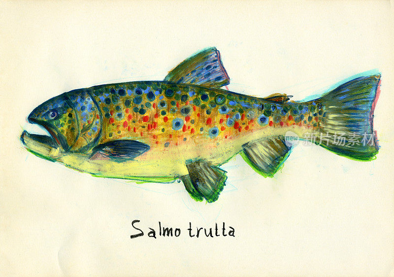 布朗鳟鱼。湖鱼或溪鱼属于鲑鱼科。