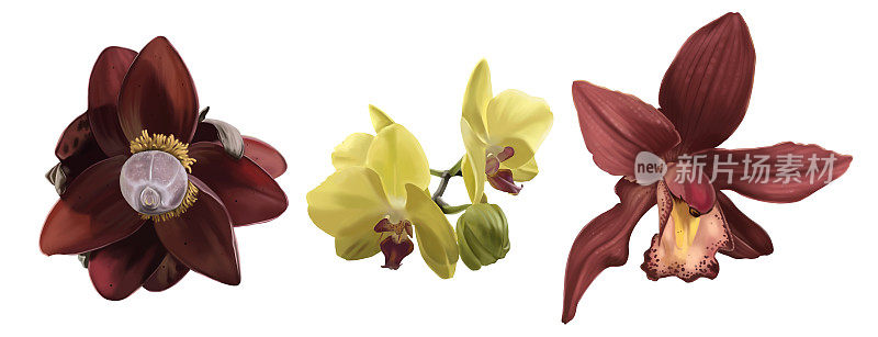 集热带花朵。香蕉花、黄色兰花和红色cimbidium