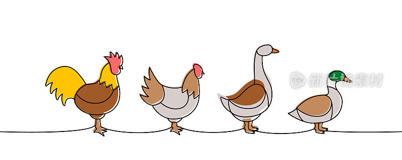 一组农场鸟一条线彩色连续画。鸡，公鸡，鸭子，鹅的轮廓。农场动物彩色一行插图。