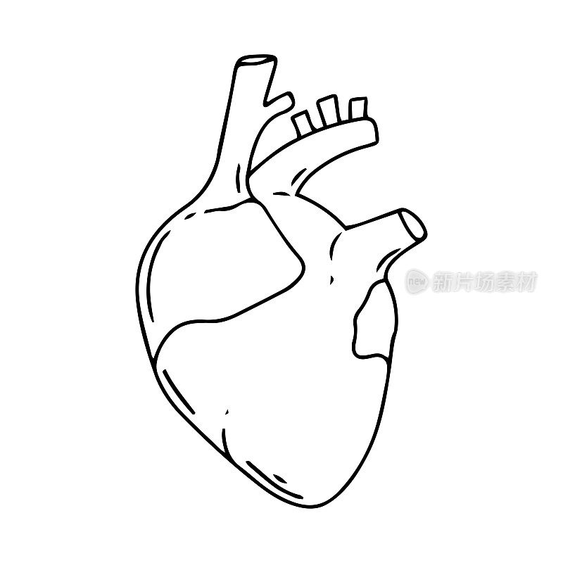 心脏矢量设计。逼真的解剖图片。人体内部器官