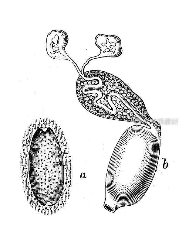 古代生物动物学图像:水蛭