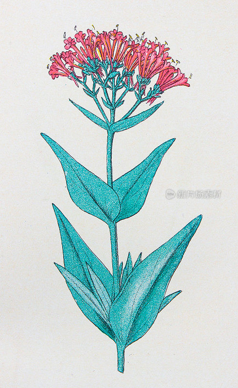古董植物学插图:缬草，龙葵
