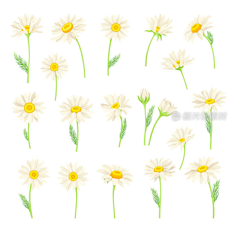 普通雏菊或百年菊茎上与白色射线小花和黄色圆盘小花大矢量集