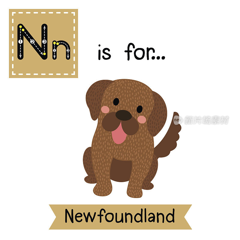字母N跟踪。纽芬兰犬坐着。