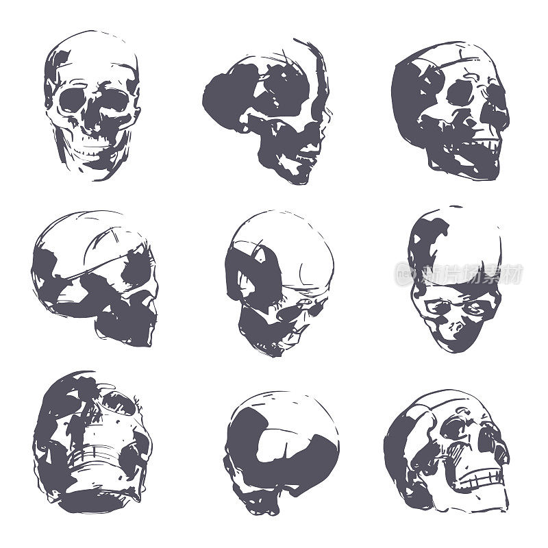 人类头骨的草图。人体头部解剖手绘矢量图。骨骼部分图。