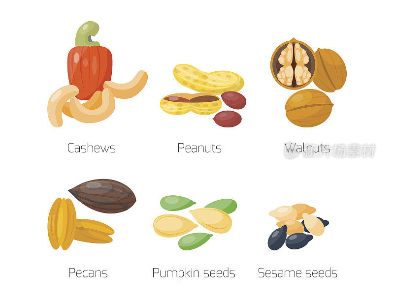 成堆不同的坚果，花生，核桃，腰果，山核桃，美味的种子，素食者的营养矢量插图