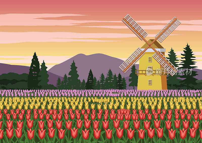 郁金香花园，荷兰著名的象征和风车环绕着美丽的大自然，复古的色彩