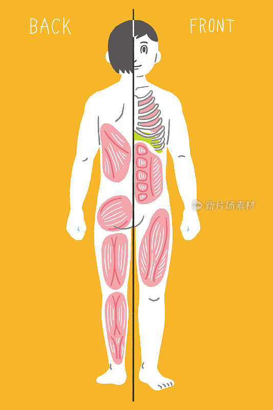 人体肌肉图