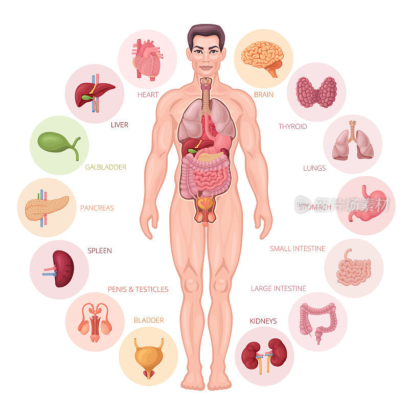 人体内部器官。男性身体向量。