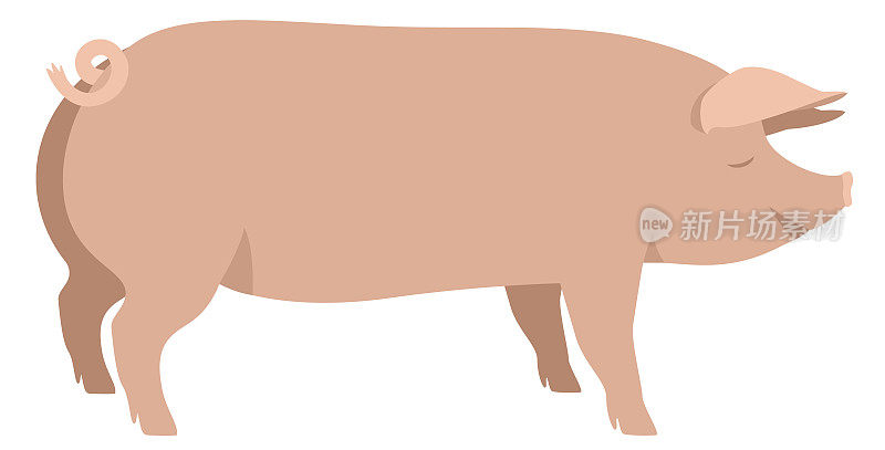 养殖今天的大白猪品种的家猪矢量插图孤立对象