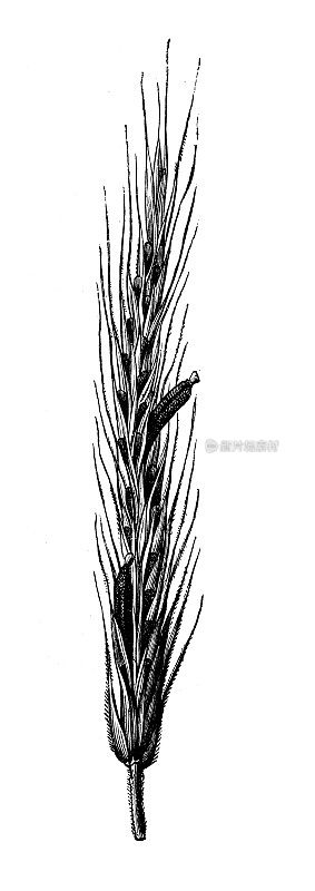 古植物学插图:黑麦(黑麦)