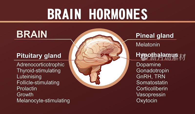 人类大脑激素信息海报