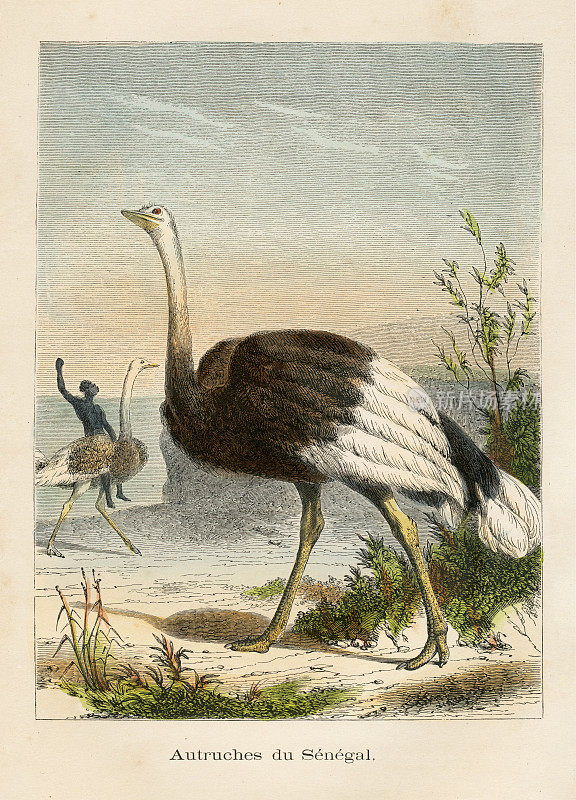 鸵鸟雕刻色版画1880年