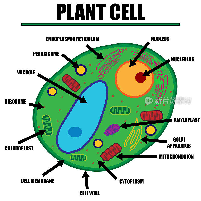 植物细胞颜色图细胞器内细胞壁的科学和生物学概念。