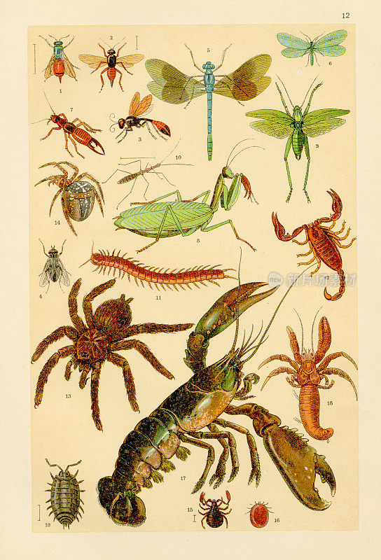 螳螂，蜻蜓，蝎子，龙虾，狼蛛，蟋蟀彩色版画1895年