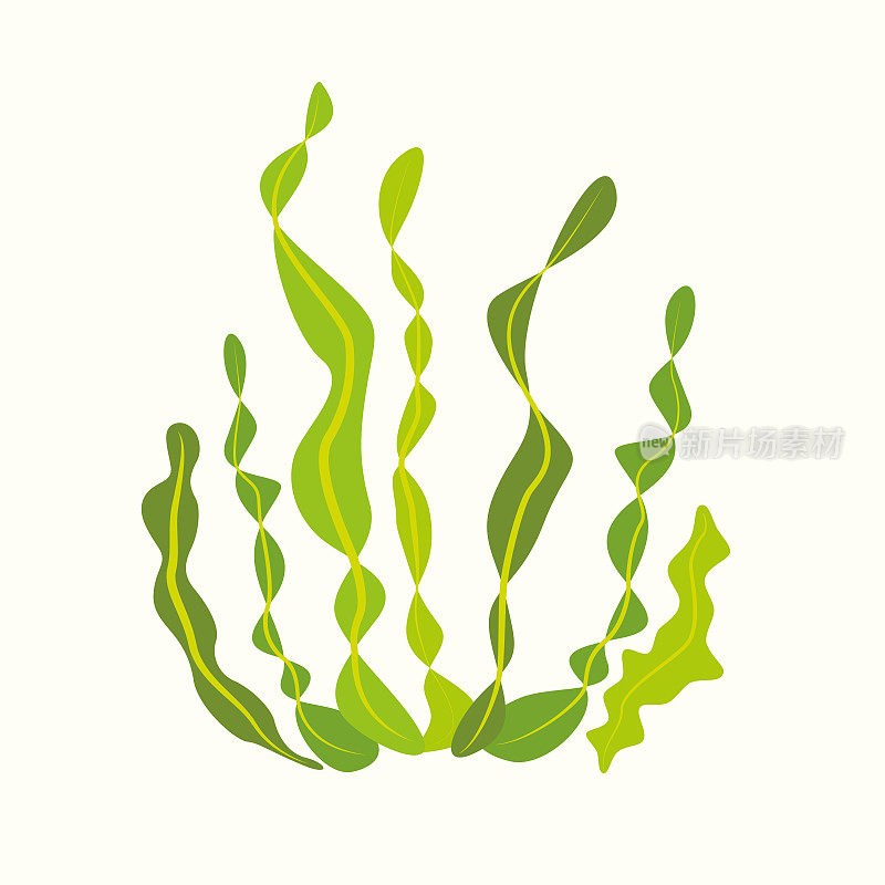 藻类海藻水生植物
