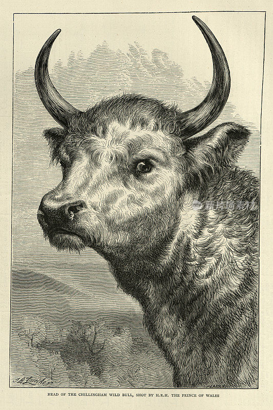19世纪英格兰诺森伯兰郡野生公牛奇林汉姆牛