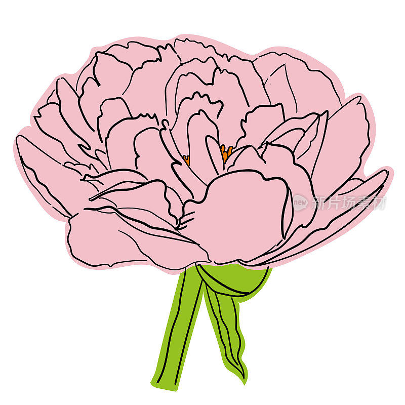 画一朵淡粉色的牡丹花与黑色的轮廓，白色的背景