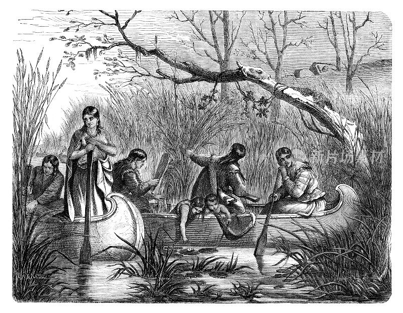 1869年，美洲原住民在河中收获野生水稻