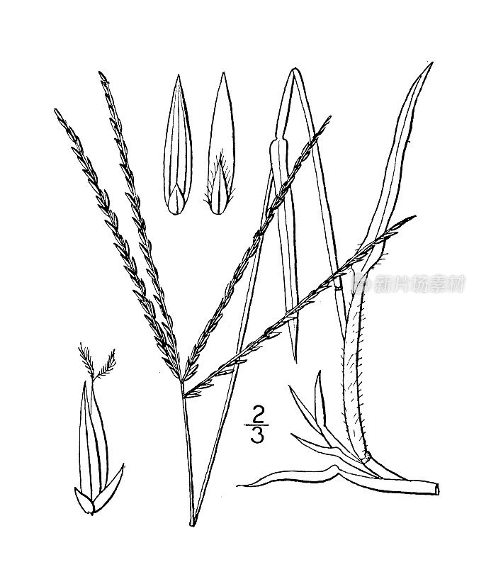 古植物学植物插图:马唐、大蟹草、指草