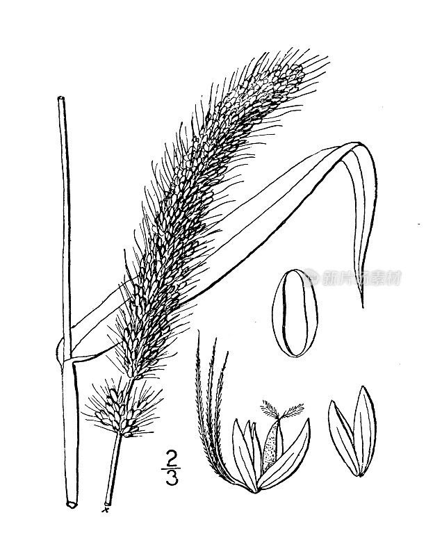 古植物学植物插图:伊沙弗鲁斯，意大利小米，匈牙利草