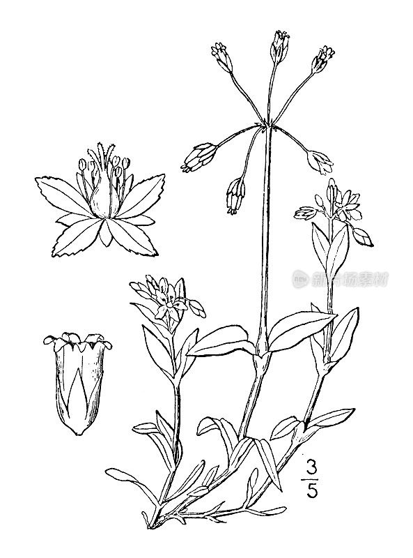 古植物学植物插图:伞形全骨，参差繁缕