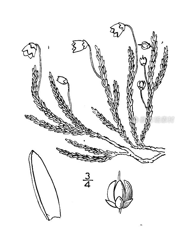 古植物学植物插图:四角仙后座、四角仙后座