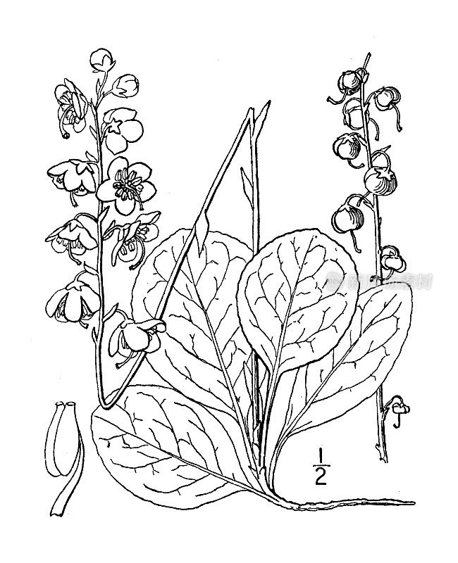 古植物学植物插图:鹿蹄草、鹿蹄草