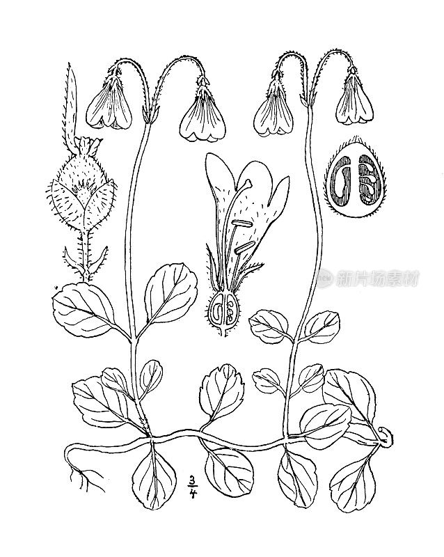 古董植物学植物插图:北方林奈，双花