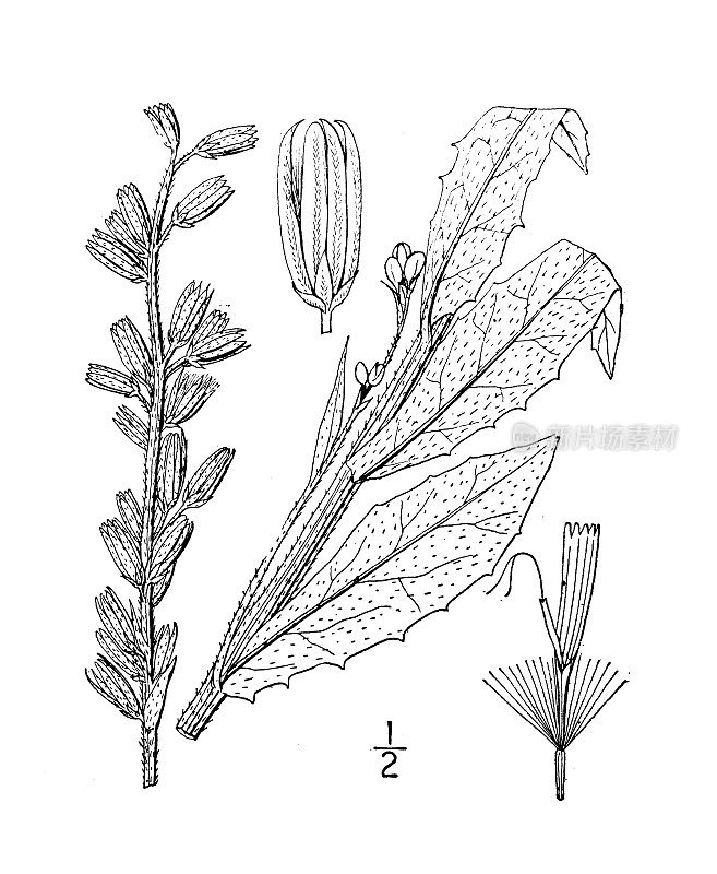 古植物学植物插图:纳巴卢斯阿斯珀，粗白莴苣