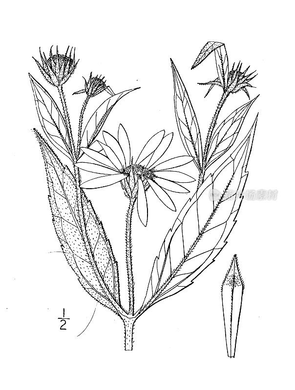 古植物学植物插图:向日葵、向日葵