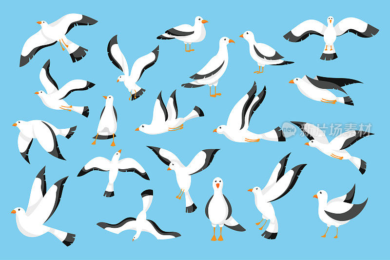 海鸟海鸥。海滩海鸟在港口天空飞翔和站立，航海动物背景在海上码头。不同姿势的海鸟。自由的象征。孤立向量卡通平集