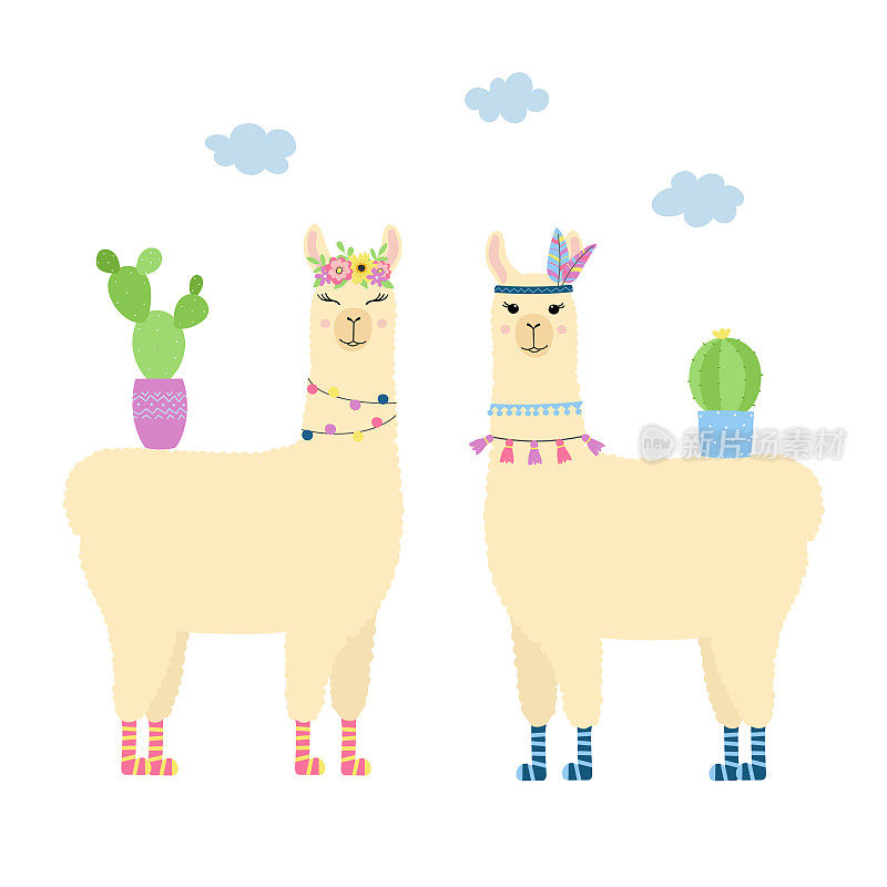 两只可爱的大羊驼站着。带仙人掌的卡通羊驼