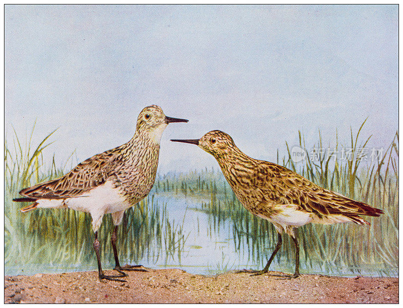 古董鸟类学彩色图像:胸鹬