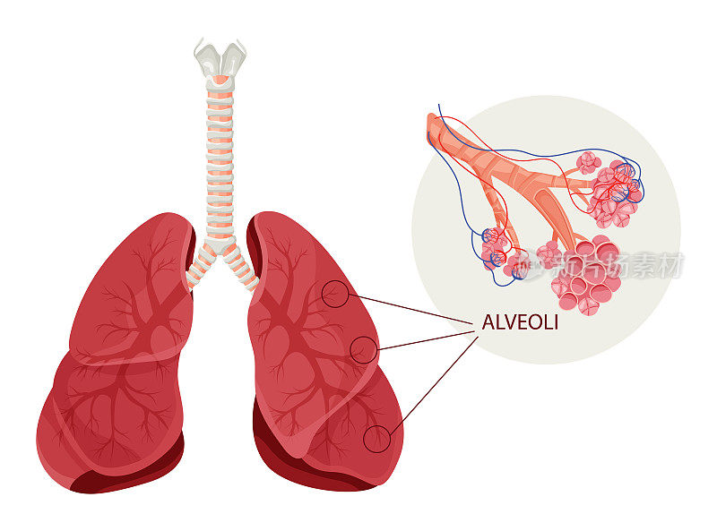 肺泡结构，肺中有毛细血管