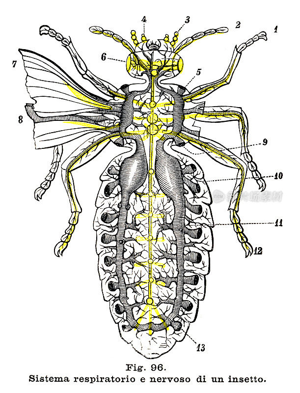 昆虫的呼吸系统-解剖雕刻1899