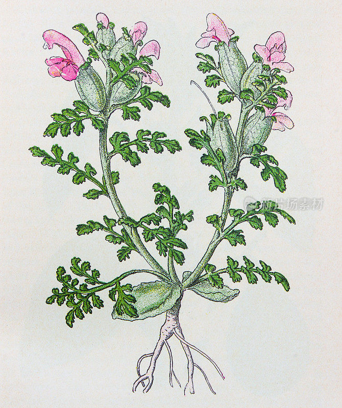 古董植物学插图:Lousewort，马先蒿sylvatica