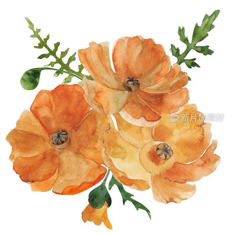 水彩复古插图与花束的橙色罂粟孤立在白色的背景。手绘加州罂粟花印花，加州州花。花的设计