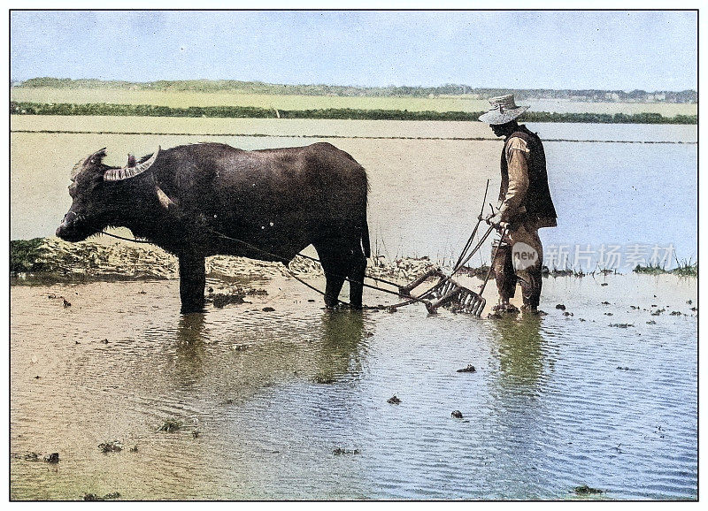 古董黑白照片:中国稻农，夏威夷