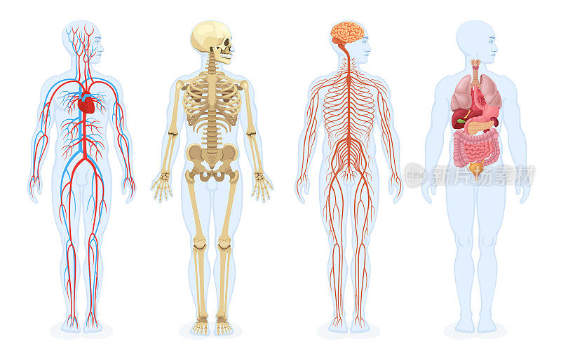 男性人体的骨骼、内脏、循环系统和神经系统。