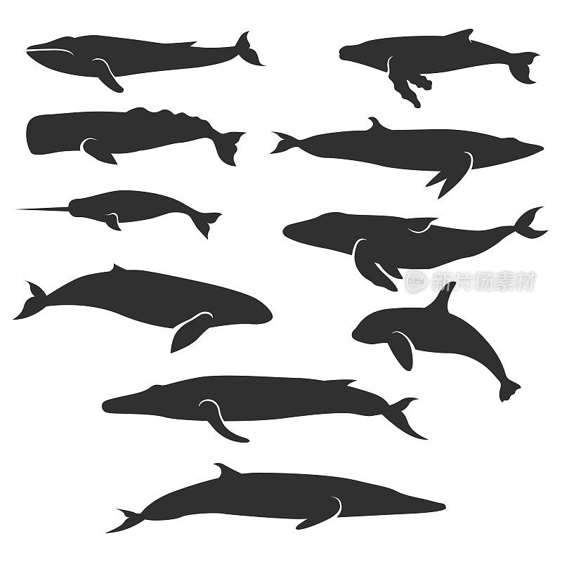 鲸鱼向量集